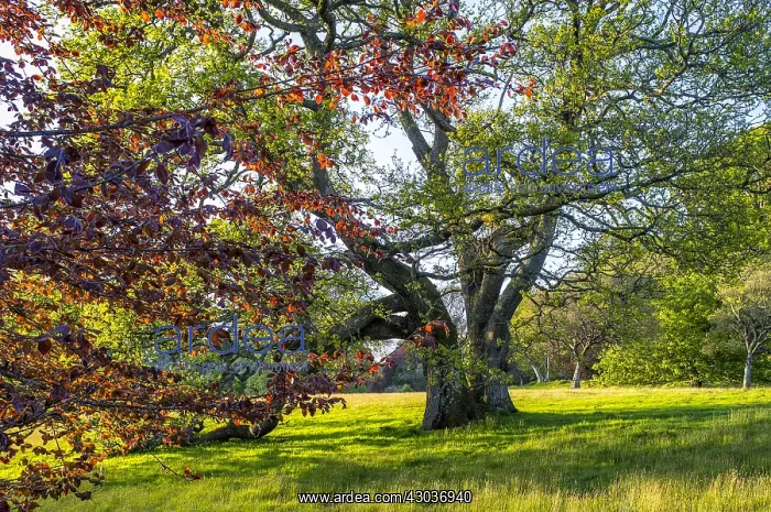 : Oak and Copper Beech at spring - Pentire Estate : Oak and Copper Beech at spring - Pentire Estate