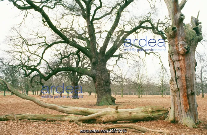 : OAK - and dead Oaks : OAK - and dead Oaks