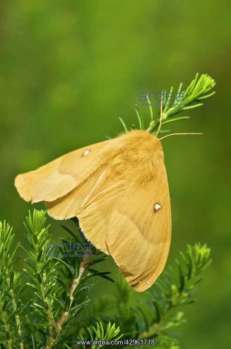 : Oak Eggar - female on heather : Oak Eggar - female on heather