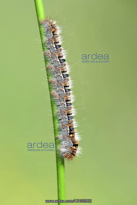 : Oak eggar (Lasiocampa quercus), caterpillar, Burgenland : Oak eggar (Lasiocampa quercus), caterpillar, Burgenland