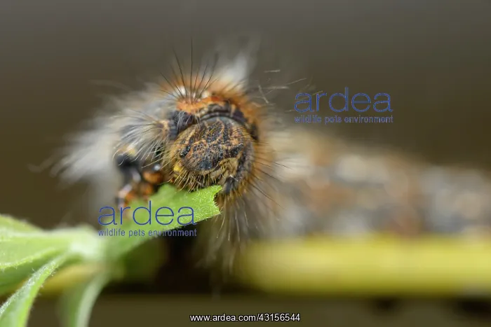 : Oak Eggar (Lasiocampa quercus) : Oak Eggar (Lasiocampa quercus)