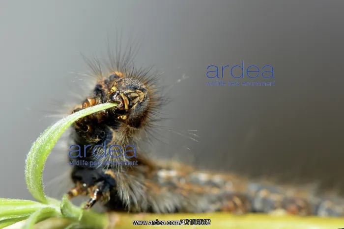 : Oak Eggar (Lasiocampa quercus) : Oak Eggar (Lasiocampa quercus)