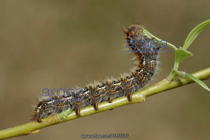 : Oak Eggar (Lasiocampa quercus) : Oak Eggar (Lasiocampa quercus)