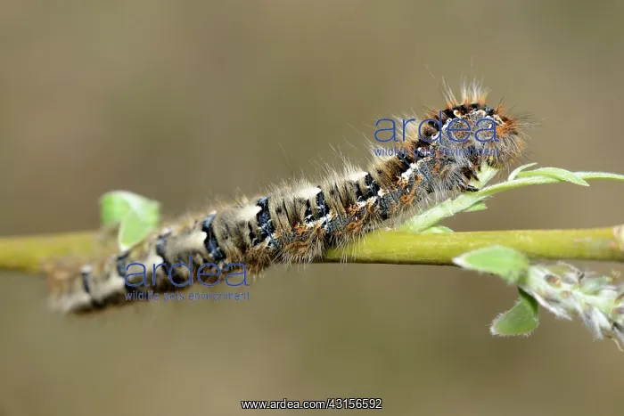 : Oak Eggar (Lasiocampa quercus) : Oak Eggar (Lasiocampa quercus)