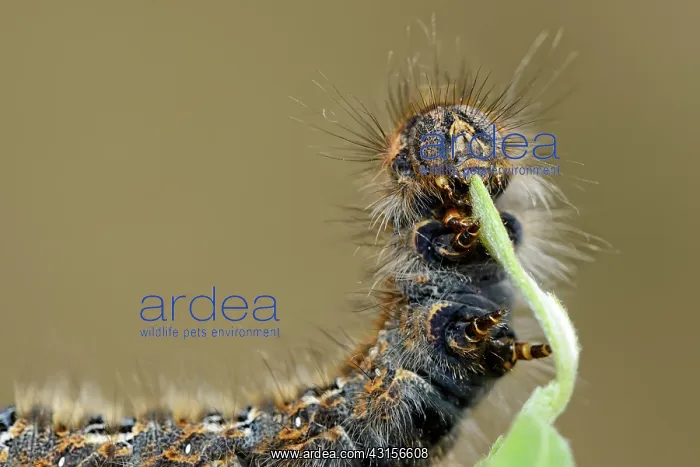 : Oak Eggar (Lasiocampa quercus) : Oak Eggar (Lasiocampa quercus)