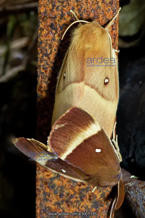 : Oak Eggar Moth : Oak Eggar Moth