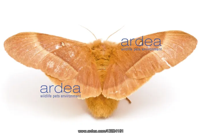 : Oak Eggar Moth : Oak Eggar Moth
