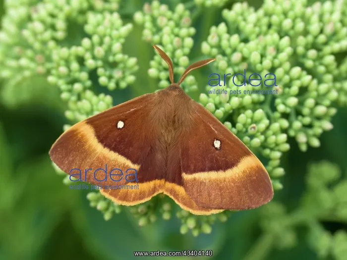 : Oak Eggar Moth : Oak Eggar Moth