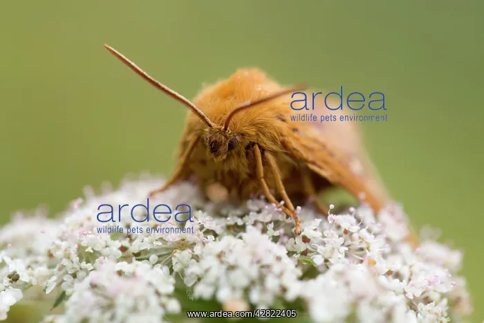 : Oak Eggar Moth - on flower : Oak Eggar Moth - on flower