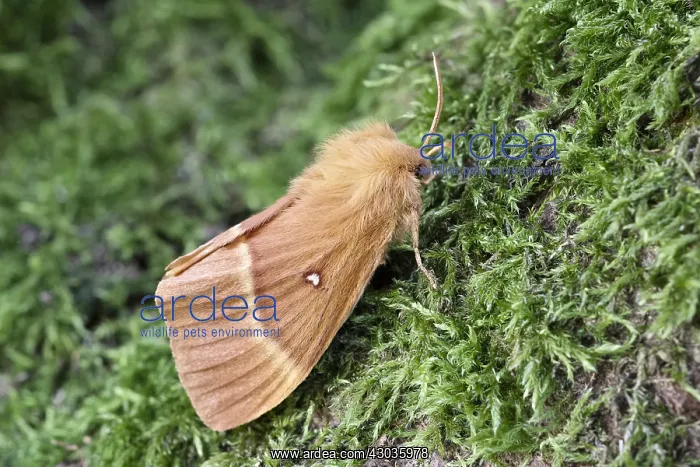 : Oak Eggar Moth, Norfolk UK : Oak Eggar Moth, Norfolk UK