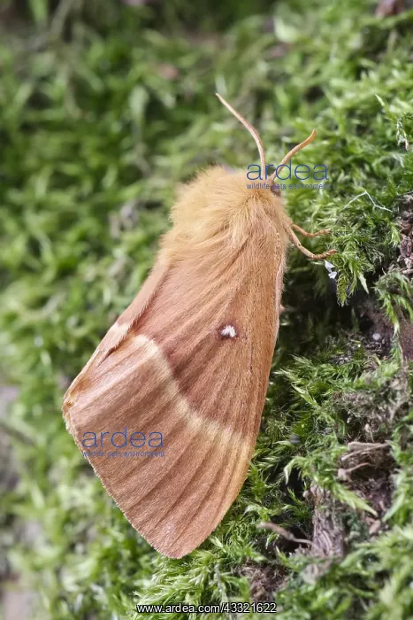 : Oak Eggar Moth, Norfolk UK : Oak Eggar Moth, Norfolk UK