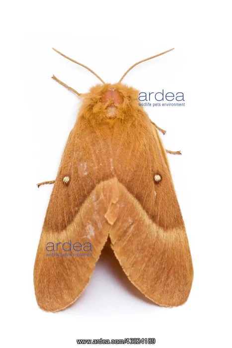 : Oak Eggar Moth - portrait on white background : Oak Eggar Moth - portrait on white background