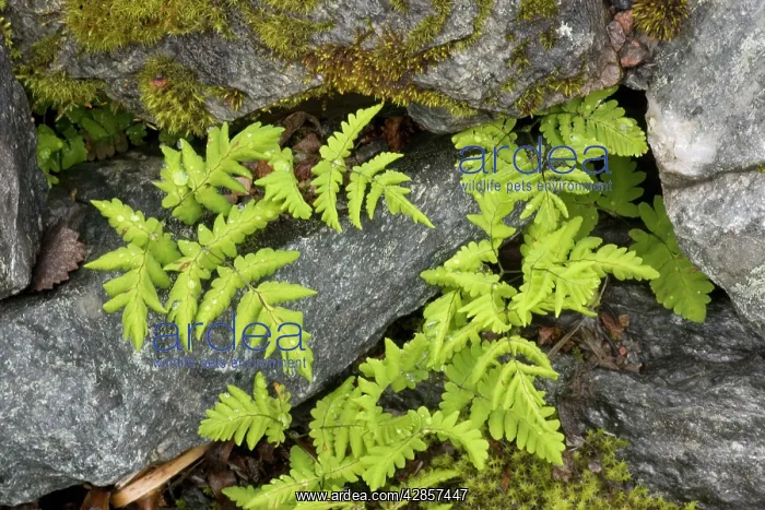 : Oak fern (Gymnocarpium dryopteris ). in rock crevices : Oak fern (Gymnocarpium dryopteris ). in rock crevices