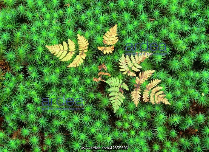 : Oak Fern - colourful turned oak fern growing amidst : Oak Fern - colourful turned oak fern growing amidst