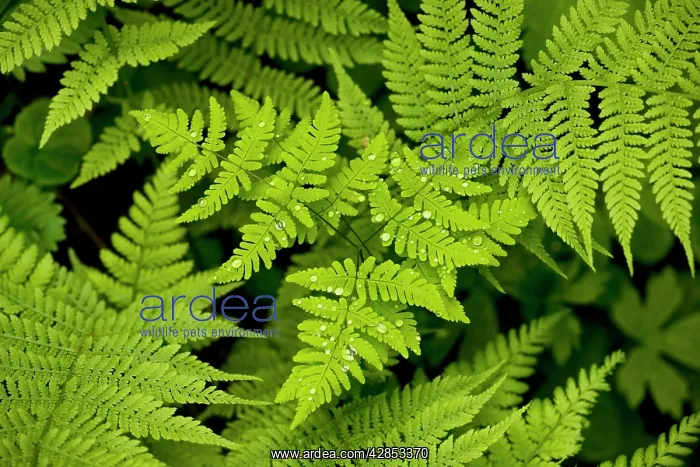 : Oak Fern - in shady woodland : Oak Fern - in shady woodland