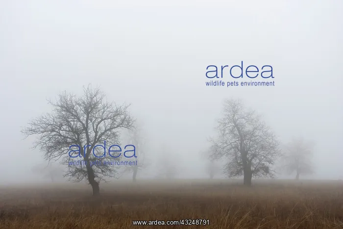 : Oak forest in fog in autumn : Oak forest in fog in autumn