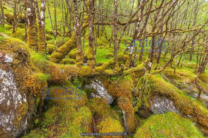 : Oak Forest - lush thickly with moss covered oak : Oak Forest - lush thickly with moss covered oak