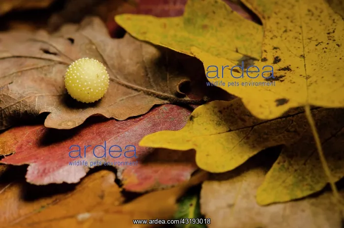 : Oak gall due to Cynips, Bourgogne - France : Oak gall due to Cynips, Bourgogne - France