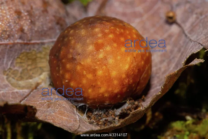 : Oak gall wasp gall apple reddish brown gall on brown leaf : Oak gall wasp gall apple reddish brown gall on brown leaf
