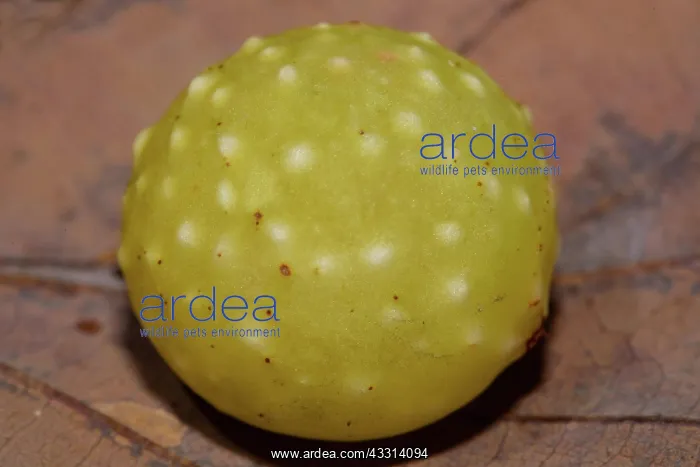  : Oak gall wasp yellow gall on brown leaf