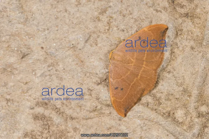 : Oak Hook-tip (Watsonalla binaria) perched on wall : Oak Hook-tip (Watsonalla binaria) perched on wall