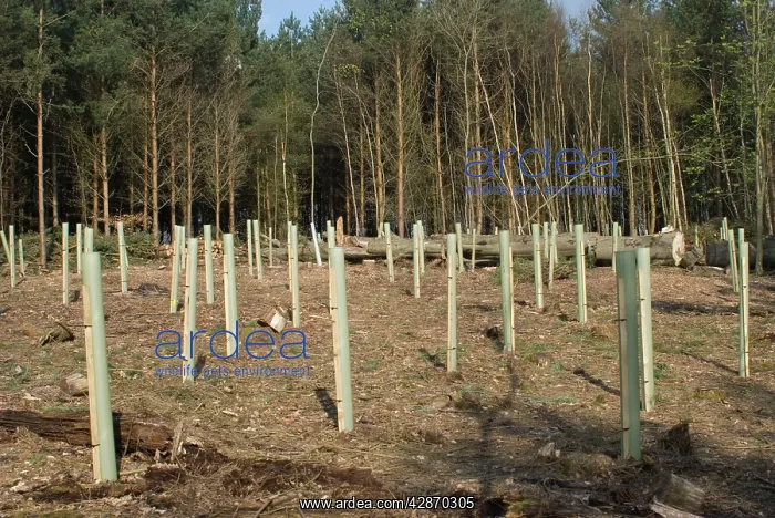 : Oak and Hornbeam Tree Seedlings - In tree shelters : Oak and Hornbeam Tree Seedlings - In tree shelters