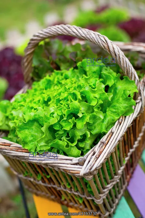 : Oak leaf Lettuce in a basket, Provence, France : Oak leaf Lettuce in a basket, Provence, France