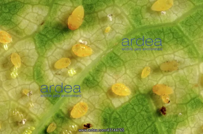 : Oak leaf phylloxera damage : Oak leaf phylloxera damage