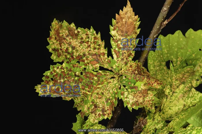 : Oak leaf phylloxera damage : Oak leaf phylloxera damage