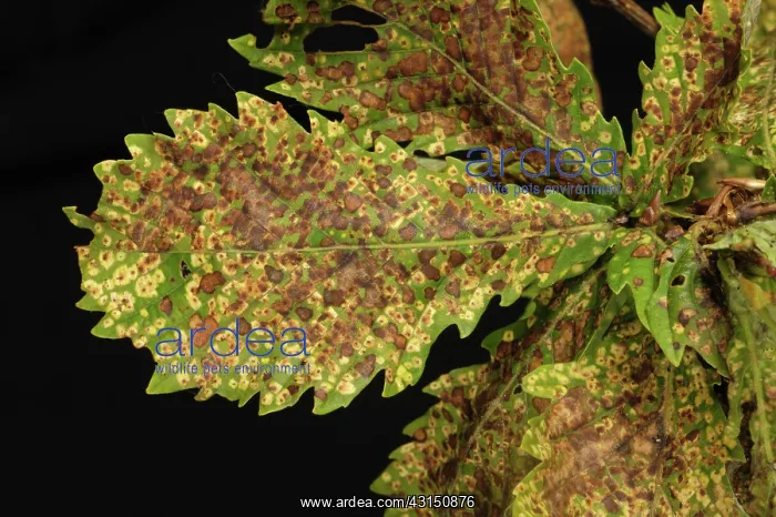 : Oak leaf phylloxera damage : Oak leaf phylloxera damage