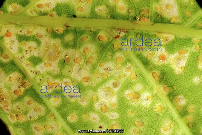 : Oak leaf phylloxera damage : Oak leaf phylloxera damage