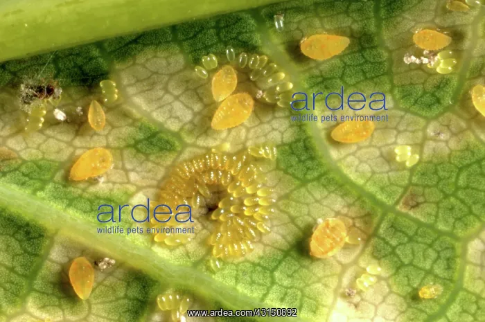 : Oak leaf phylloxera damage : Oak leaf phylloxera damage