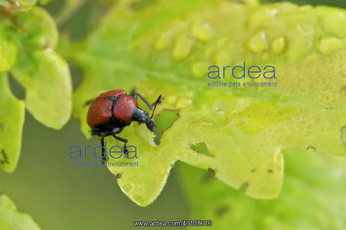  : Oak leaf-roller weevil (Attelabus nitens) on Oak