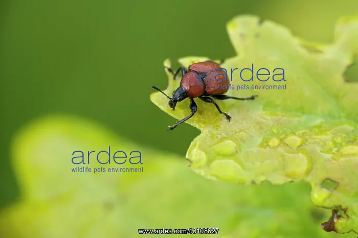 : Oak leaf-roller weevil (Attelabus nitens) on Oak : Oak leaf-roller weevil (Attelabus nitens) on Oak