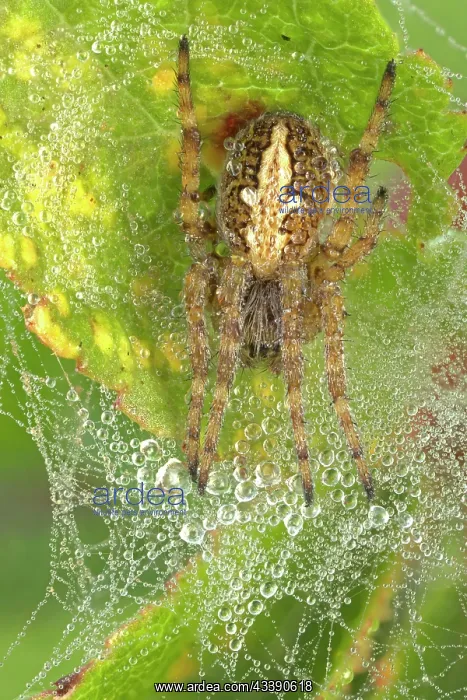 : Oak leaf spider, oak spider (Aculepeira ceropegia) : Oak leaf spider, oak spider (Aculepeira ceropegia)