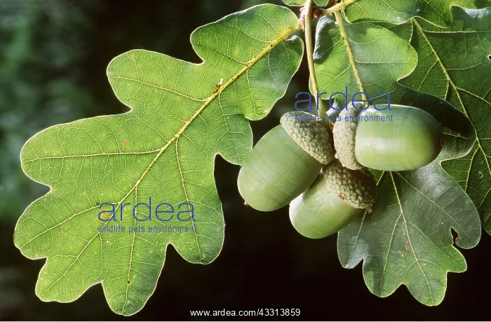 : OAK - leaves and acorns close-up : OAK - leaves and acorns close-up