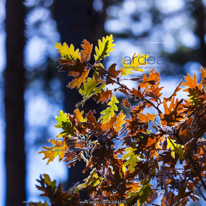 : Oak leaves in autumn, Parque Natural Laguna Negra : Oak leaves in autumn, Parque Natural Laguna Negra