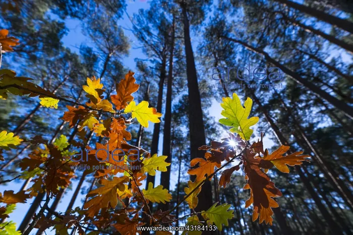 : Oak leaves in autumn, Parque Natural Laguna Negra : Oak leaves in autumn, Parque Natural Laguna Negra