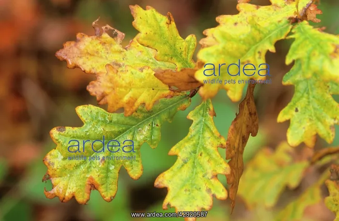 : Oak - leaves changing colour : Oak - leaves changing colour