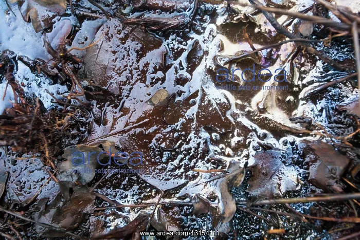  : Oak leaves in seepage water