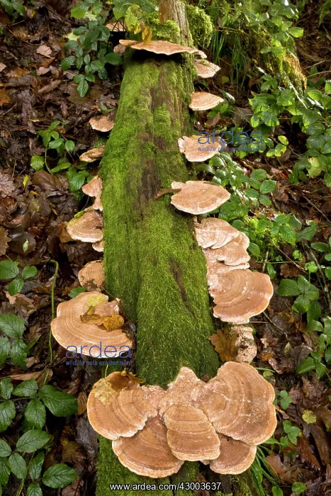 : Oak Mazegill fungi : Oak Mazegill fungi