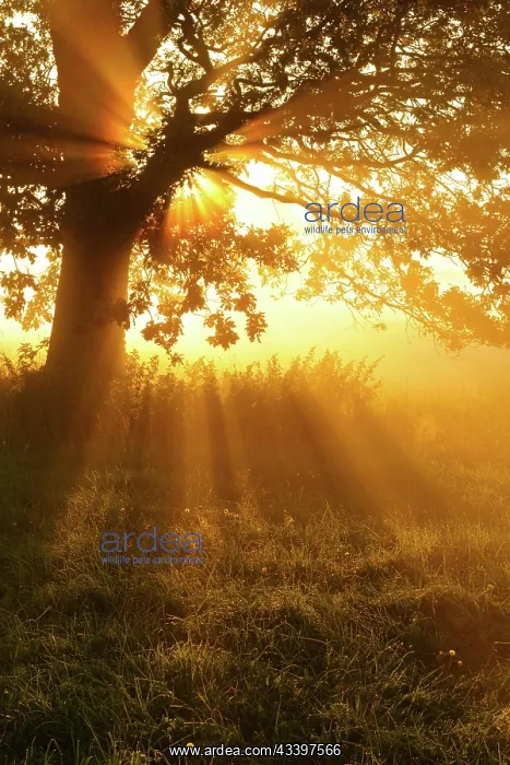 : Oak in the morning mist in a meadow with dew, sunrise : Oak in the morning mist in a meadow with dew, sunrise