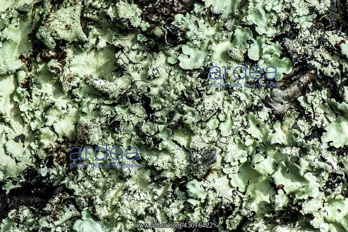 : Oak Moss close up : Oak Moss close up
