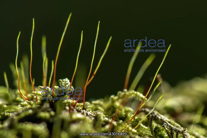 : Oak Moss / Oakmoss Lichen filaments close up : Oak Moss / Oakmoss Lichen filaments close up