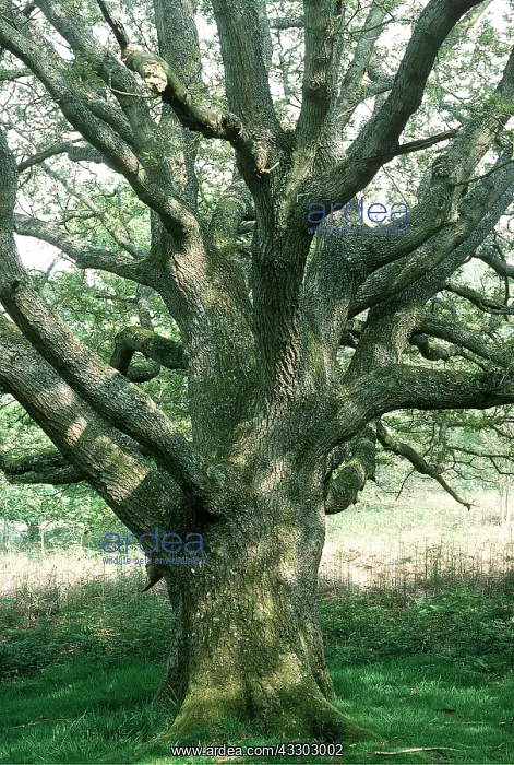 : OAK - old pollards : OAK - old pollards