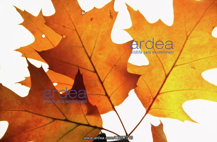 : Oak, Pin oak, Quercus palustris, Gold subject : Oak, Pin oak, Quercus palustris, Gold subject
