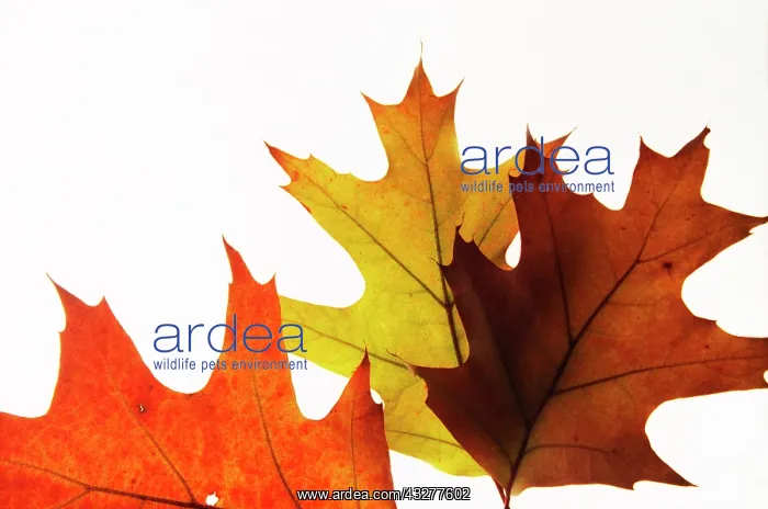 : Oak, Pin oak, Quercus palustris, Orange subject : Oak, Pin oak, Quercus palustris, Orange subject