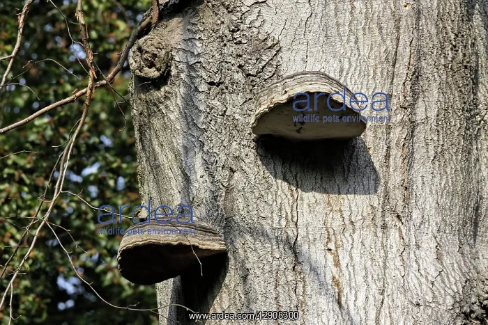 : Oak Polypore : Oak Polypore