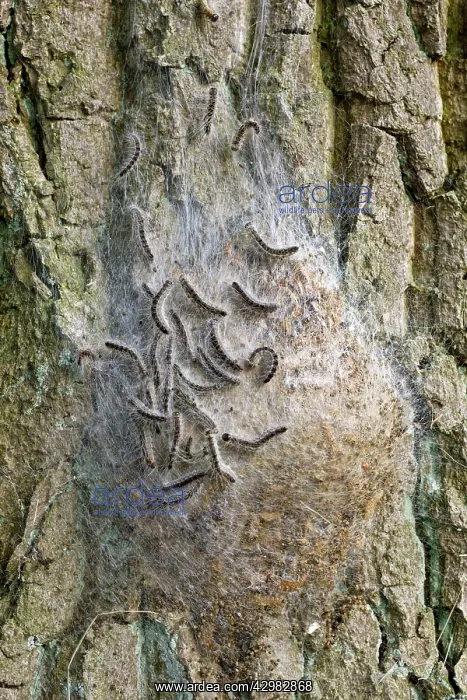 : Oak Processionary - caterpillars : Oak Processionary - caterpillars