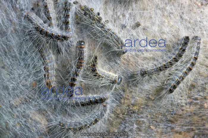 : Oak Processionary - caterpillars : Oak Processionary - caterpillars